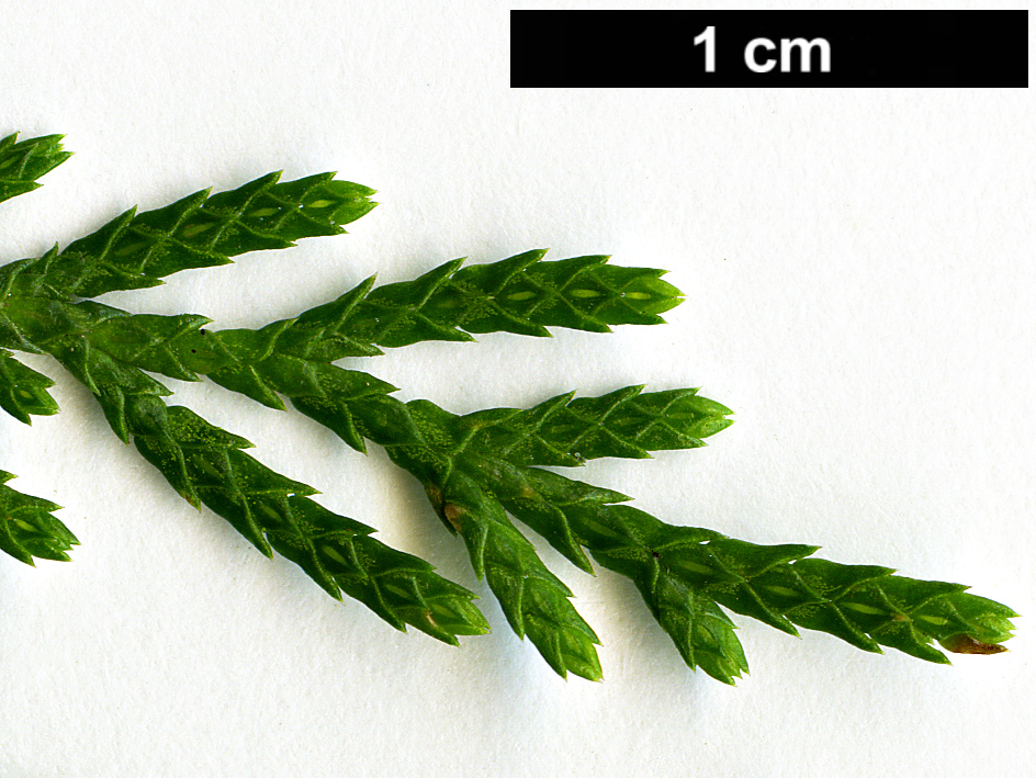 High resolution image: Family: Cupressaceae - Genus: Cupressus - Taxon: chengiana - SpeciesSub: var. jiangensis